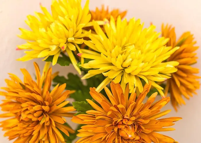 La Torre * 科爾多瓦